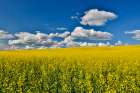 USA, Washington State, Palouse. Canola fields Art Print